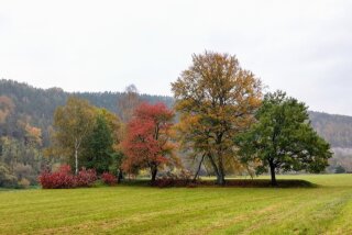 Herbstbäume